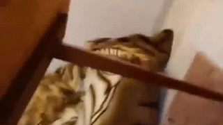 69HDcams.us Cam16 Free Amateur Webcam Porn film
